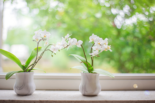 Two delicate white Orchid on the windowsill with beautiful green view in summer season home decoration