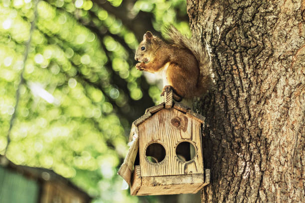 istock Squirrel sits on the feeder and nibbles a nut in the forest Park. Summertime 1224169431