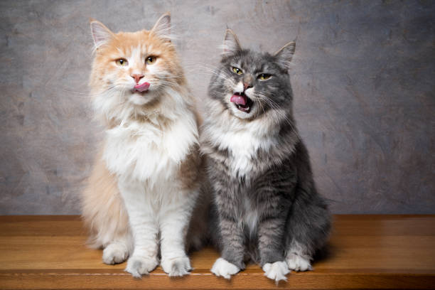 maine coon cats funn portrait of two hungry maine coon cats sitting side by side waiting for treats licking lips looking at camera cat sticking tongue out stock pictures, royalty-free photos & images