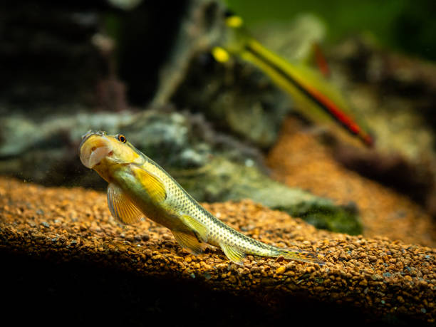 istock Chinese Algae Eater (Gyrinocheilus aymonieri) eating on the aquarium glass 1224170763