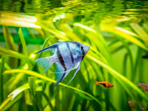 zebra Angelfish in tank fish with blurred background (Pterophyllum scalare) zebra Angelfish in tank fish with blurred background (Pterophyllum scalare) angelfish photos stock pictures, royalty-free photos & images