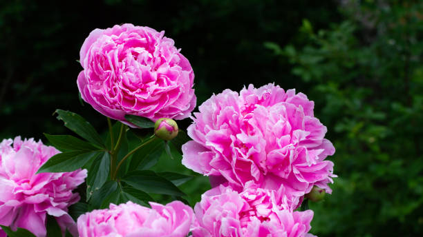 istock Colorful bouquet of peonies 1224170845