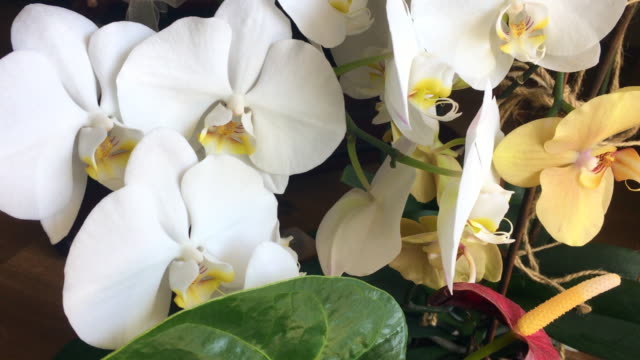 Beautiful white and yellow orchid flowers