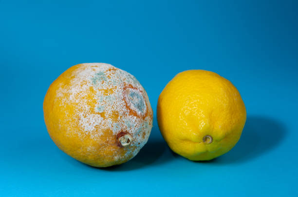 Two lemons fresh and spoiled, moldy fruit. Moldy lemon on a blue background. Botulism spores on spoiled fruit. Rotten lemon stock photo
