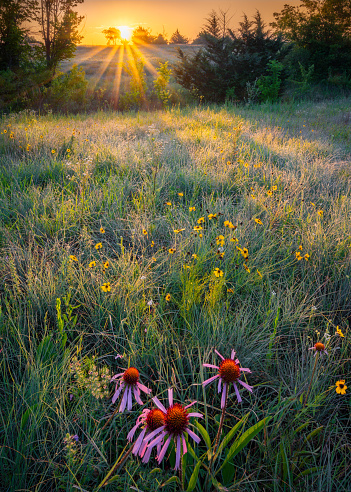 Colorful spring wildflowers in rural Texas