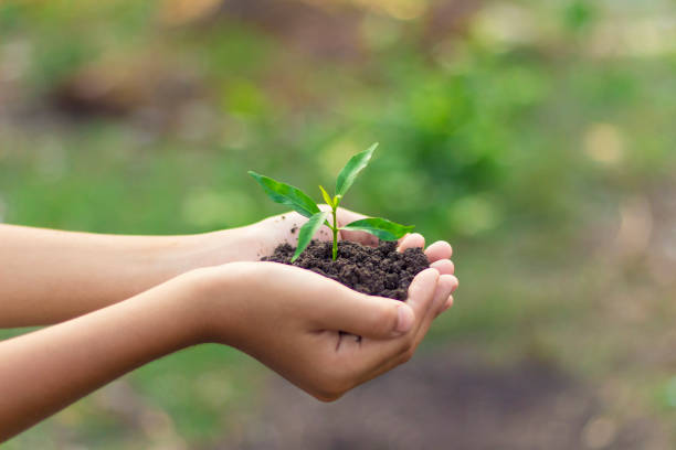 istock Hands are planting the seedlings into the soil 1224173604