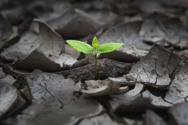 Small plant growing from cracked and dried  barren land