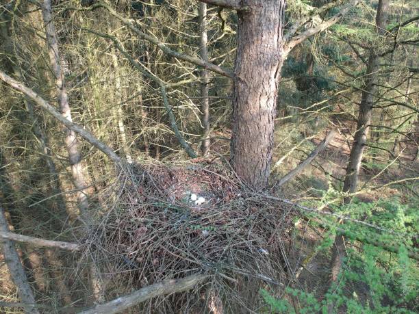 gniazdo wspólnego myszołów z trzema jajami - eurasian buzzard zdjęcia i obrazy z banku zdjęć