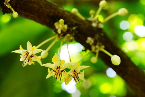 Close-up yellow orchids in garden.