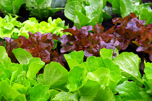 Various young salad plants