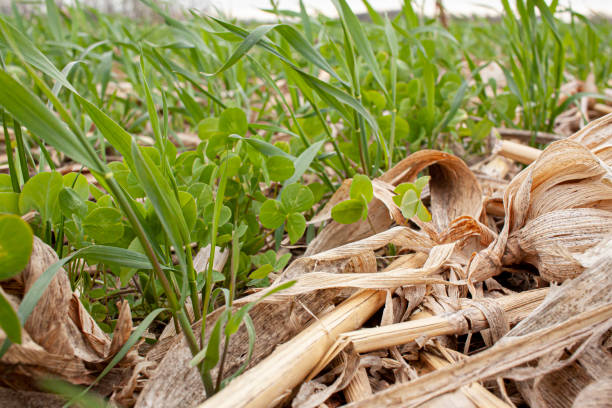 istock Winter rye and clover cover crop. 1224178024