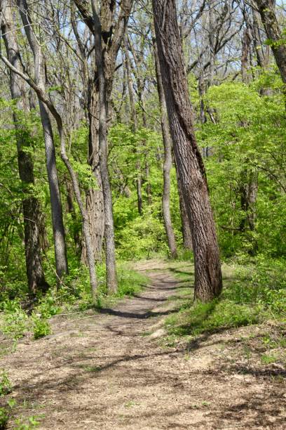 istock Dirt Trail in the Forest 1224178106