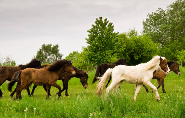 A herd of young icelandic horses in many different colours are running high spirited in a meadow, under some white blooming trees stock photo