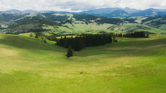 Aerial panoramic view of family - mother and sisters with dogs in colorful raincoats running through the fresh green hills with view of the high peaks, pine forest and sheep in Carpathian Mountains, Ukraine