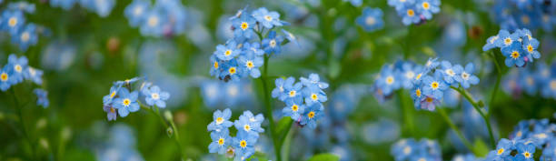 champ de délicates oublier-moi-pass. fond bleu floral - forget me not flower flower head blue photos et images de collection