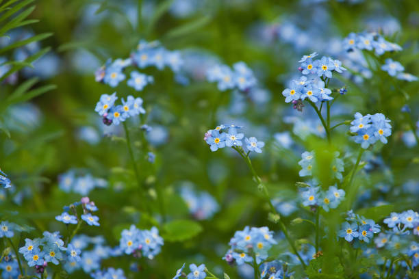 istock Field of delicate forget-me-nots. Floral blue background 1224180309