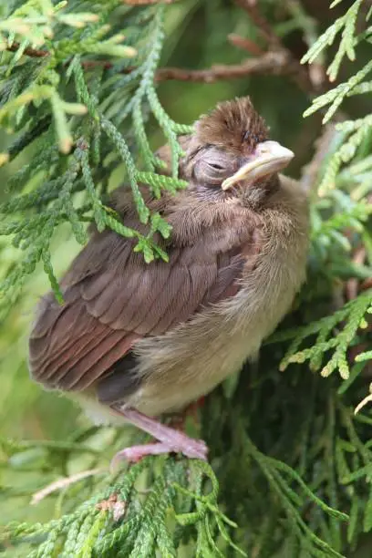 Young cardinal resting in evergreen tree