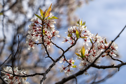 Armenian Plum flowers in bloom. Also known as a Siberian apricot or tibetian apricot