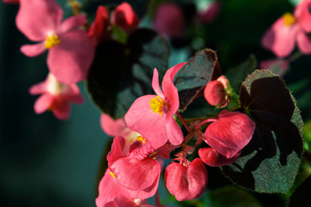 istock Delicate begonia flowers on a green background. 1224183132