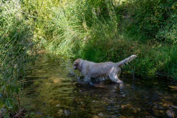 istock Golden retriever playing in the river 1224183286