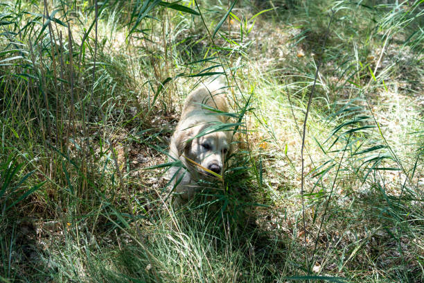 istock Golden Retriever in high grass 1224183288