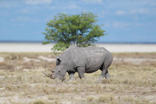 istock Rhinoceros in Etosha National Park 1224183294