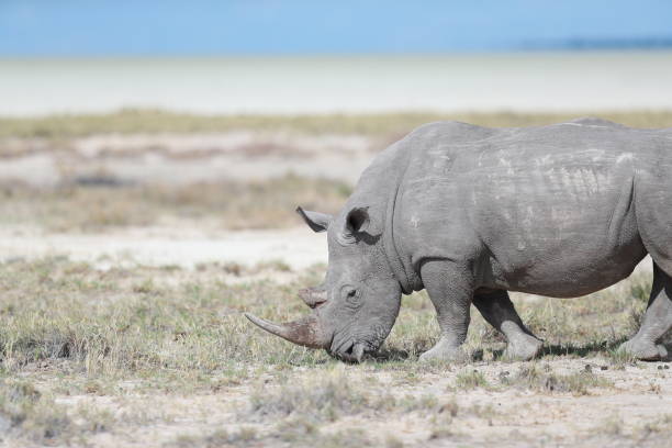 istock Rhinoceros in Etosha National Park 1224183335