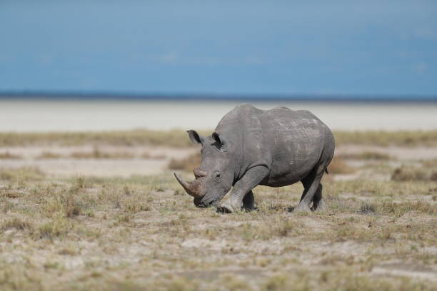 istock Rhinoceros in Etosha National Park 1224183349