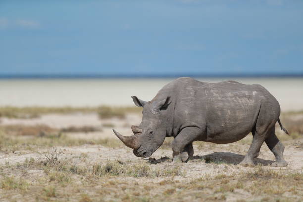 istock Rhinoceros in Etosha National Park 1224183382