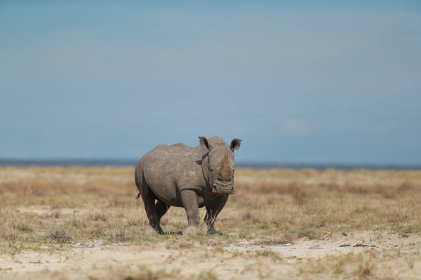 istock Rhinoceros in Etosha National Park 1224183476