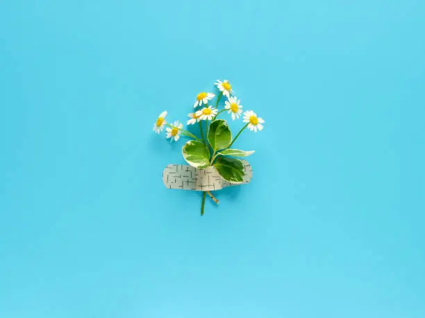 Chamomile flower and grass bouquet attached with medical aid patch to blue mint background. Creative minimalist flat lay, top view from above.