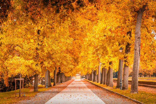 istock Trees during the autumn in Lucca, Tuscany, Italy 1224185335