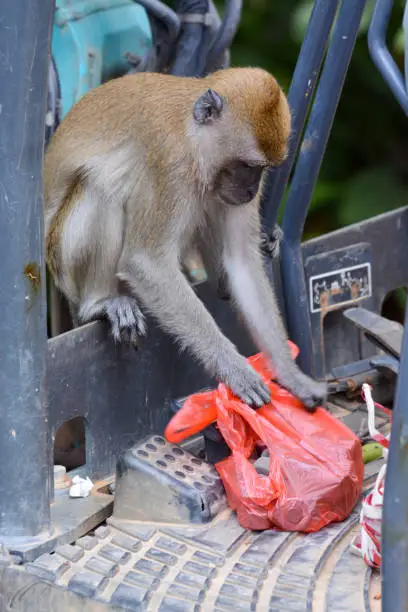 Mischievous macaque monkey rummaging through a plastic bag left at a construction site in search of food.