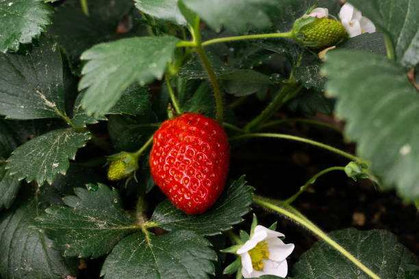 imagen de cerca de una fresa fresca, orgánica y silvestre que crece en la vid, algunas flores de fresa y fresas jóvenes. - strawberry vine fotografías e imágenes de stock