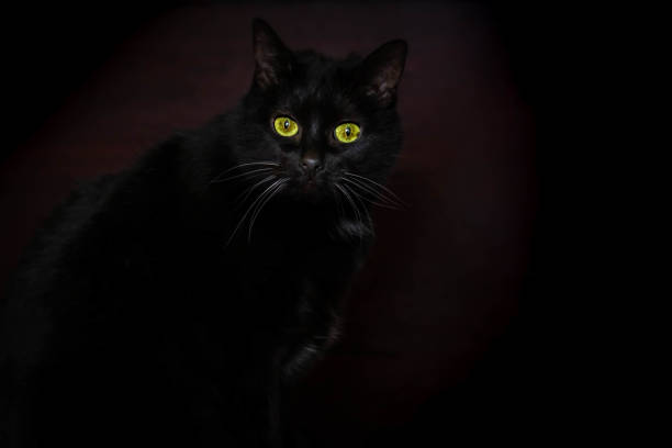 Black cat in dark room, green eyes of cat in darkness stock photo