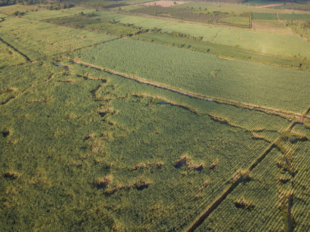 istock Arial view of sugarcane fields growing in afternoon with shadow of cloud and nature background. concept agriculture 1224187367