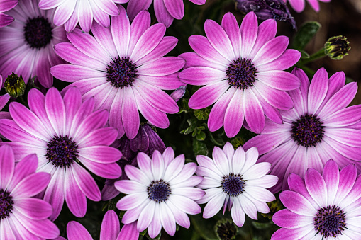 Close up photo of multiple pink African daisies (Osteospermum)