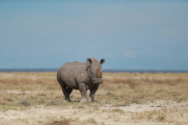 istock Rhinoceros in Etosha National Park 1224187473