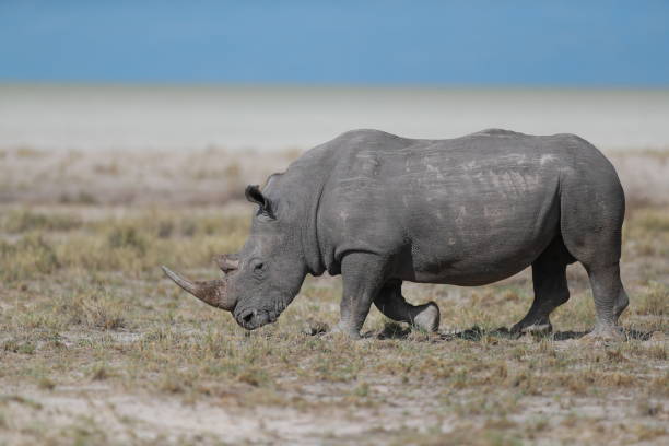 istock Rhinoceros in Etosha National Park 1224187489