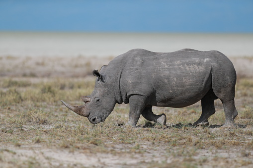 A rhinoceros crosses the grassy plains near the Etosha pan in Etosha National Park in Namibia, Africa.