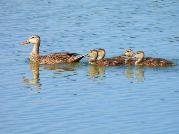 gevlekte eend (fulvigula van anas) en eendjes die in een meer van florida zwemmen - gevlekte eend stockfoto's en -beelden