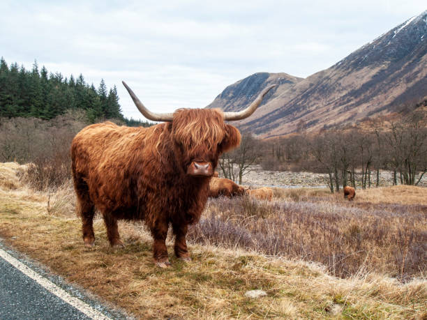 Large Highland cow in a meadow. Long horns, warm and long fur, autumnal colors. Touristic agriculture in Lithuania. Selective focus on the animal, blurred background.
