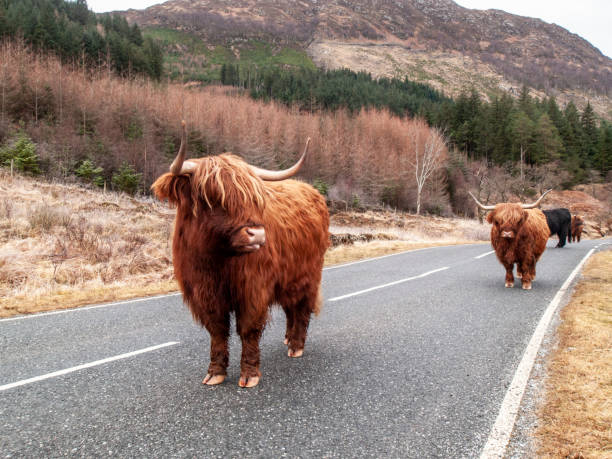 istock Highland cows in the road 1224188135