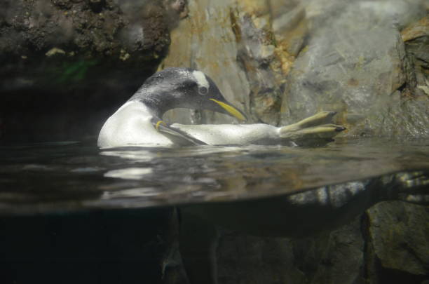 istock Gentoo penguin in zoo, Frankfurt am Main (Germany) 1224188277
