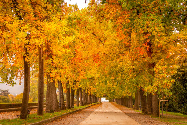 istock Trees during the autumn in Lucca, Tuscany, Italy 1224189076