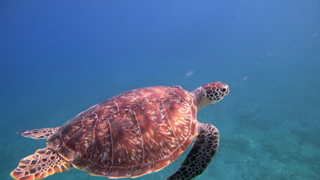 Green Sea Turtle swimming in Red Sea / Marsa Alam