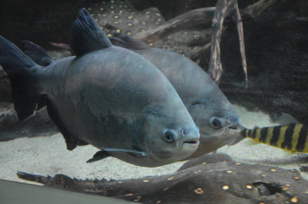 istock Tropical fish in aquarium 1224189114