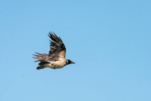 istock Corvus brachyrhynchos which flies over the sea 1224189859