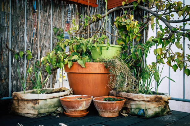 istock Rustic pots and planters in urban garden 1224190288