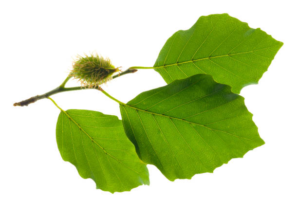 istock single twig with leaves of beech tree with fruits isolated over white background 1224190366